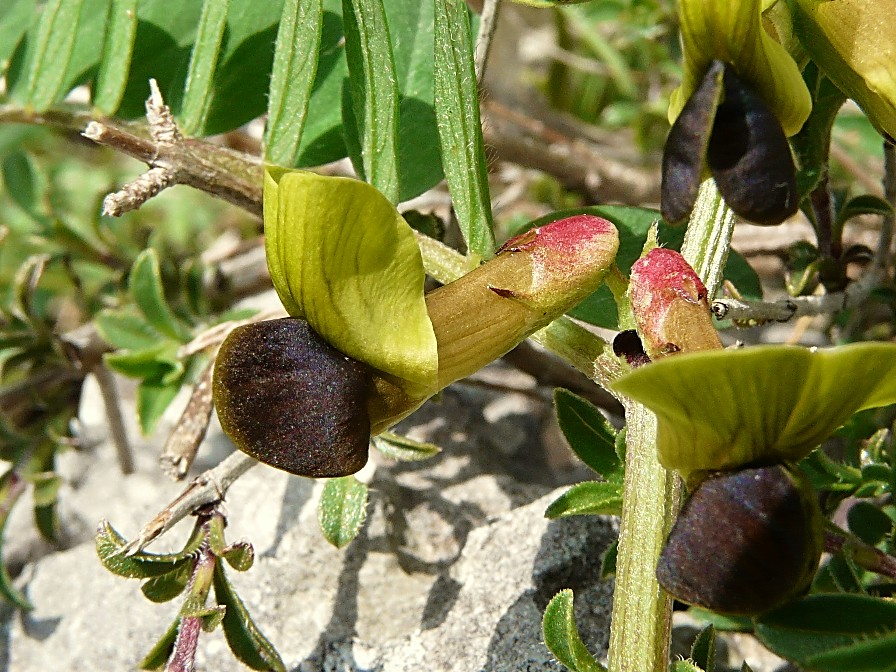 Vicia melanops / Veccia macchiata